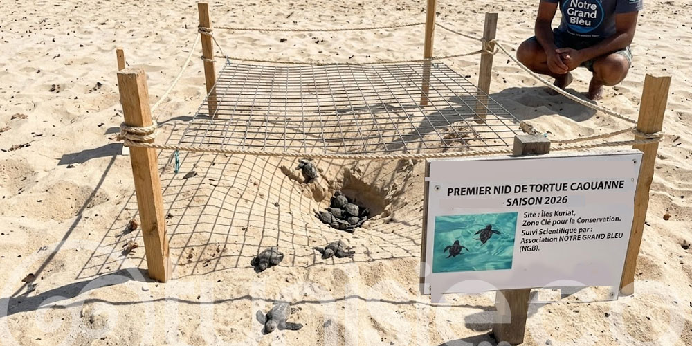 Découverte du premier nid de tortue caouanne 2026 aux îles Kuriat