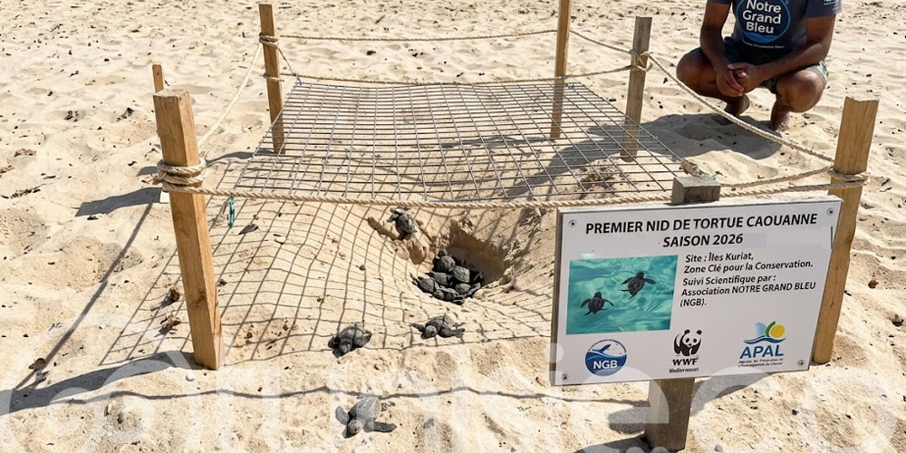 Découverte du premier nid de tortue caouanne 2026 aux îles Kuriat