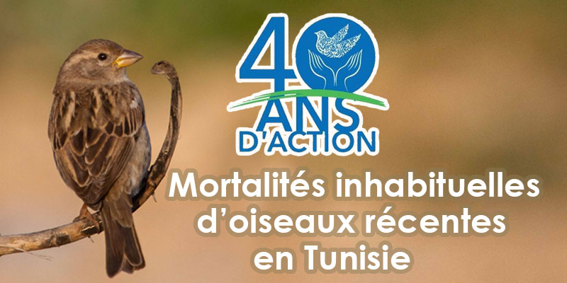Mortalités inhabituelles d’oiseaux récentes en Tunisie, l'AAO explique