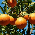 Cette saison la récolte des agrumes atteindra des niveaux records