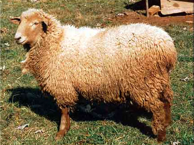 AÃ¯d Al Adha : Quels sont les types de moutons les plus populaires ? 