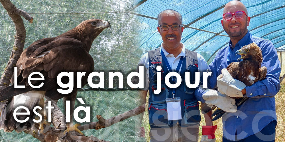 Après 3 ans de réhabilitation, l'Aigle royal 'Watan' va retrouver sa place dans le ciel de la Tunisie