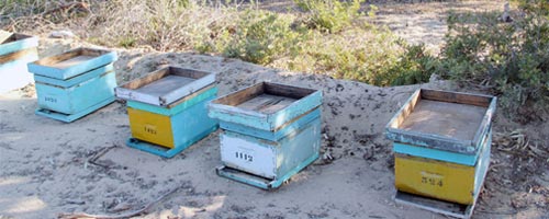 apiculture-080413-1.jpg