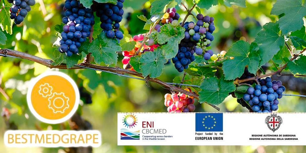Appel à projets pour la valorisation des déchets du raisin résultant de la vinification