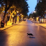 En photos : 10 chats qui vous invitent Ã  visiter la Tunisie 