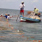 La Dammassa : technique de pêche de Kerkennah