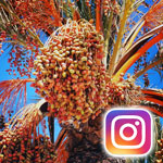 Les plus belles photos de dattes sur Instagram 