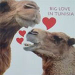 15 cartes postales kitch des dromadaires de la Tunisie
