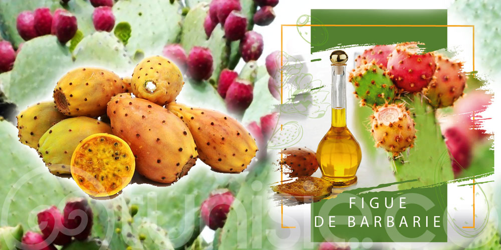 L'huile précieuse de pépins de figues de barbarie Bio