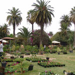 Floralies de la ville de Tunis du 19 avril au 5 mai au Parc du Belvédère