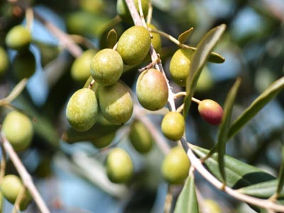 Une production de 40 mille tonnes d'huile d'olive estimée Ã  la Mahdia 