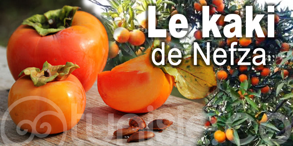 Le kaki, fruit fétiche de la région de Nefza