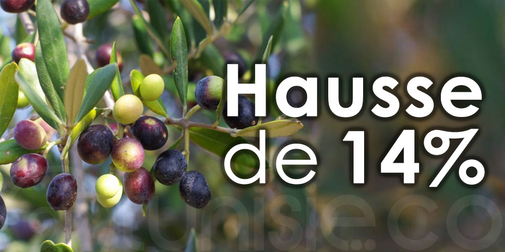 Nabeul : La récolte des olives estimée à plus de 60 mille tonnes