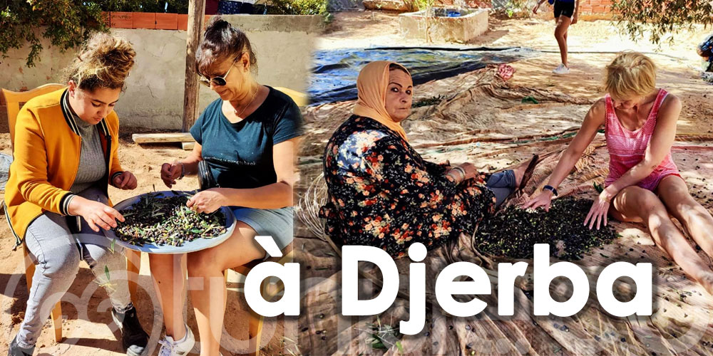 En photos : Quand les touristes récoltent les olives à Djerba