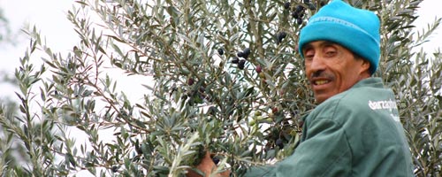 olives-zaghouan-261211-1-1.jpg