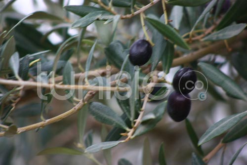 olives-zaghouan-261211-5.jpg