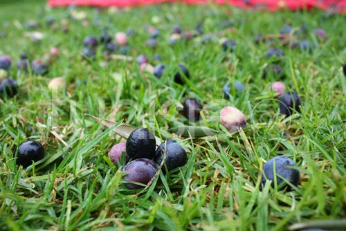 olives-zaghouan-261211-6.jpg