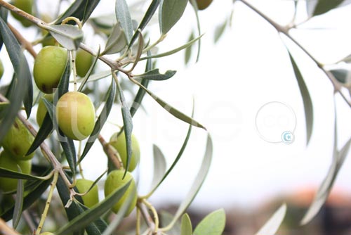 olives-zaghouan-261211-7.jpg