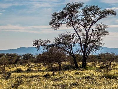 En photos : Le Parc national de Bouhedma, pour un air de savane africaine