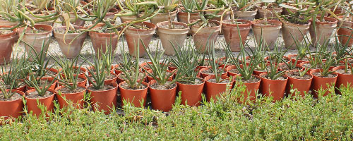 plantes-020415-1.jpg