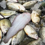 Noms des poissons en Arabe et en Français