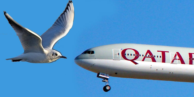 Le vol de Rapatriement percute un oiseau lors de son atterrissage à Tunis
