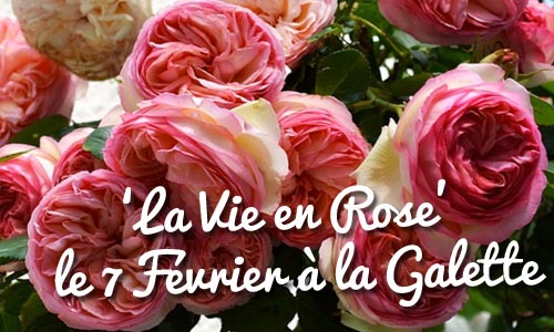 rose-090116-1.jpg