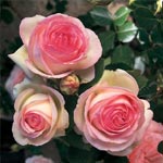 â€˜La Vie en Rose´ le 7 Février Ã  la Galette 