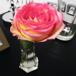 Le langage des roses, intemporel cadeau de la Saint Valentin