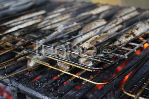 sardine-240314-006.jpg