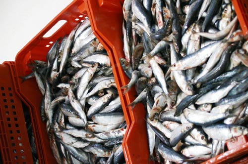 sardines-140711-5.jpg