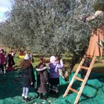Comment tailler un olivier?, journée libre Ã  la ferme l'Heredium Ã  Tébourba