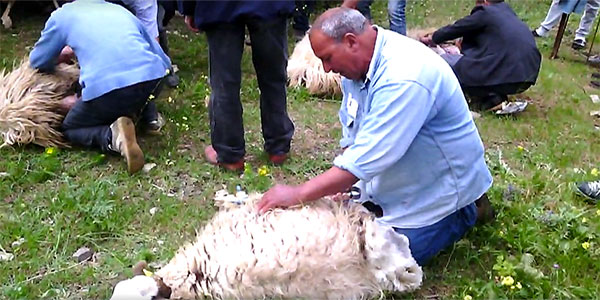 En vidéo : Le festival de la Tonte de Béja Ã  la ferme Borj Lella