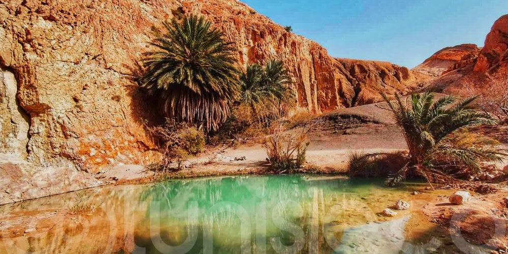 Voyage au cœur des oasis de Tozeur :Dattes, traditions et découverte gastronomie