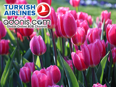 En vidéos : Turkish Airlines célèbre la Tulipe et invite les agences tunisiennes
