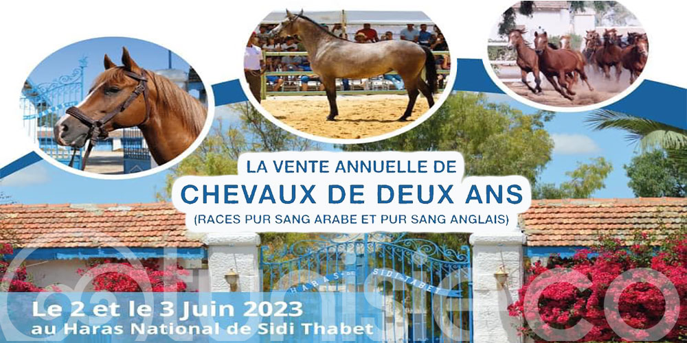 la vente annuelle de chevaux de deux ans
