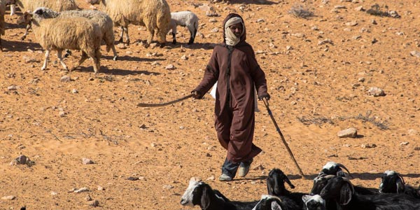 Les bergers de Zammour - Tataouine, en 15 photos exceptionnelles 