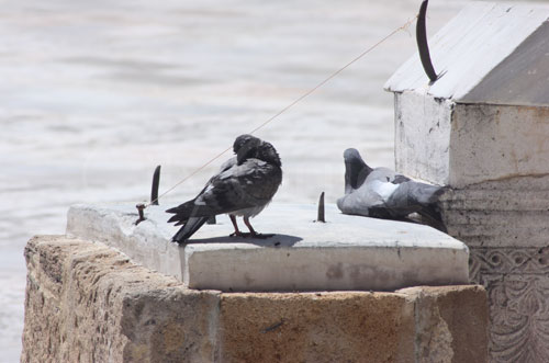 zitouna-pigeons-060611-1.jpg
