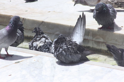 zitouna-pigeons-060611-3.jpg