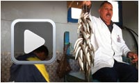 Vente de poissons Ã  la criée : Houmet Souk